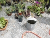 Spring Plant Sale