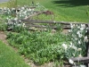Spring at Field Park